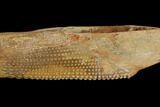 Fossil Shark (Asteracanthus) Dorsal Spine - Morocco #130365-2